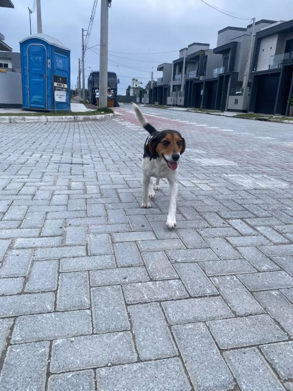 Doação de cão. - Foto 4