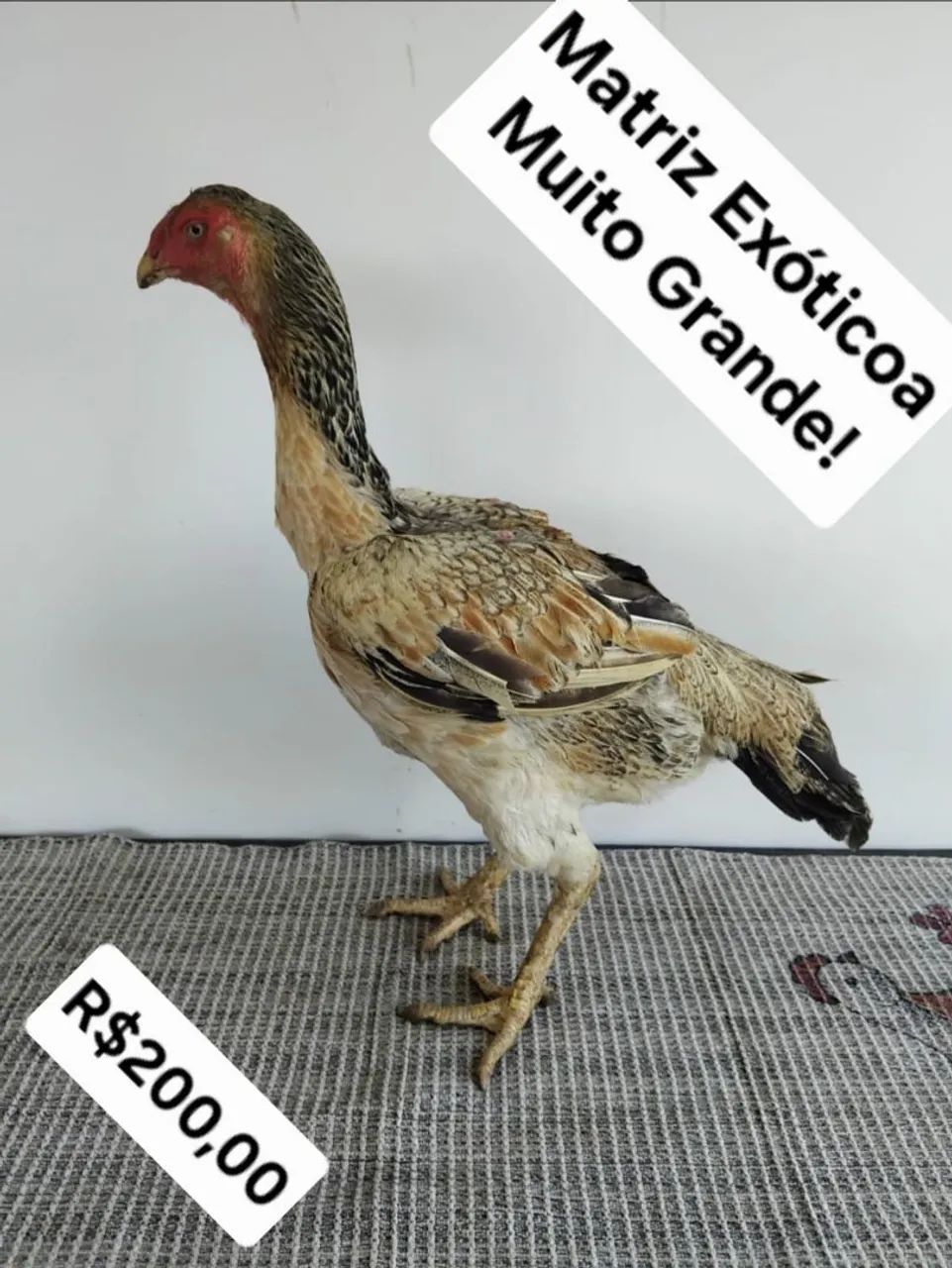 Frangas da melhor genetica Mura!!! - Foto 2