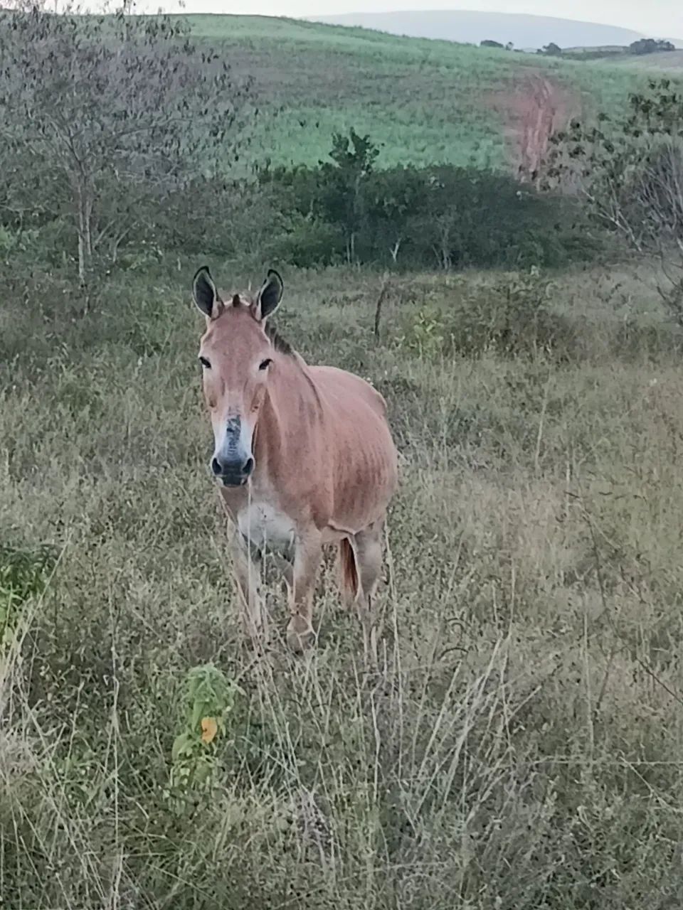 Vendo burro bom de carroça e bom de sela - Foto 2
