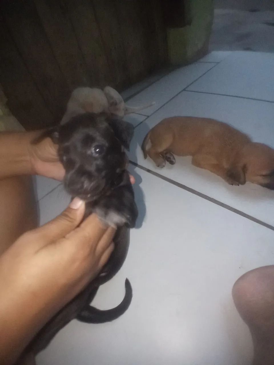 doa-se cachorrinhos 