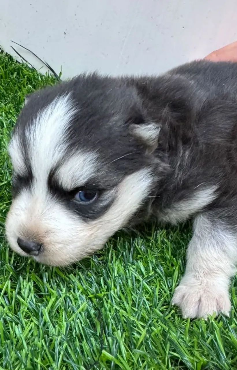 Husky siberiano 