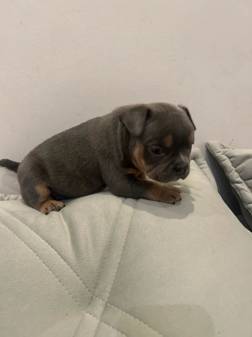América bully