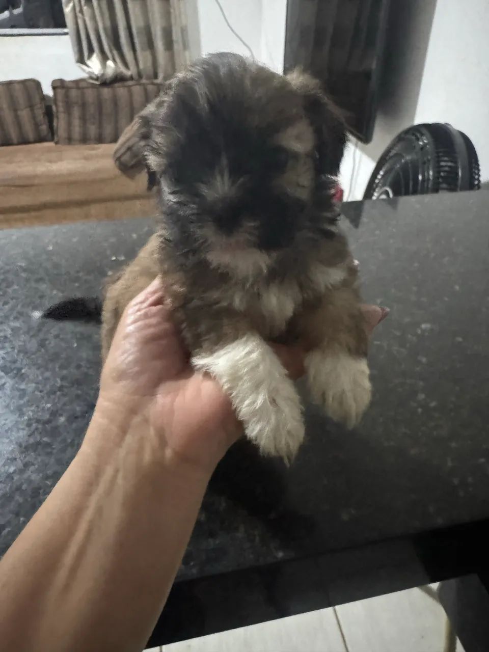 Cachorro macho  - Foto 2