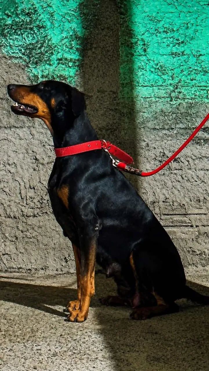 Filhote de Dobermam  - Foto 5