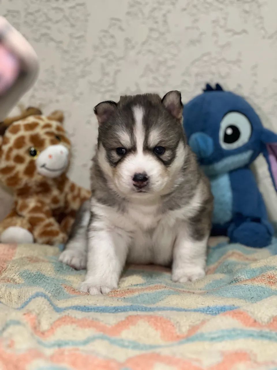 Husky siberiano  - Foto 2