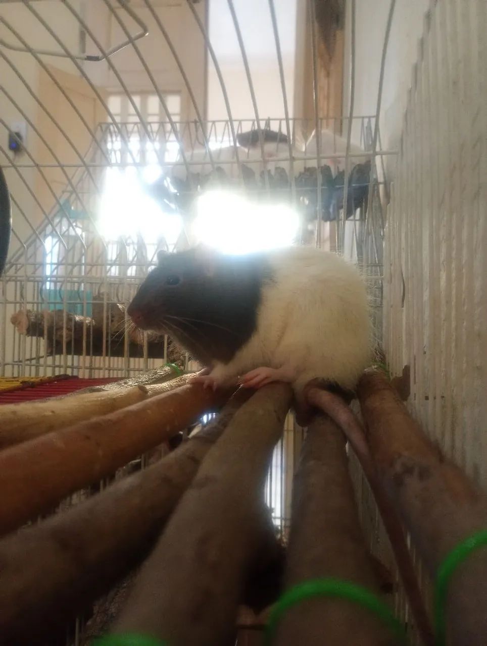 Rato de Laboratório Twister Hamster Mercol  - Foto 3