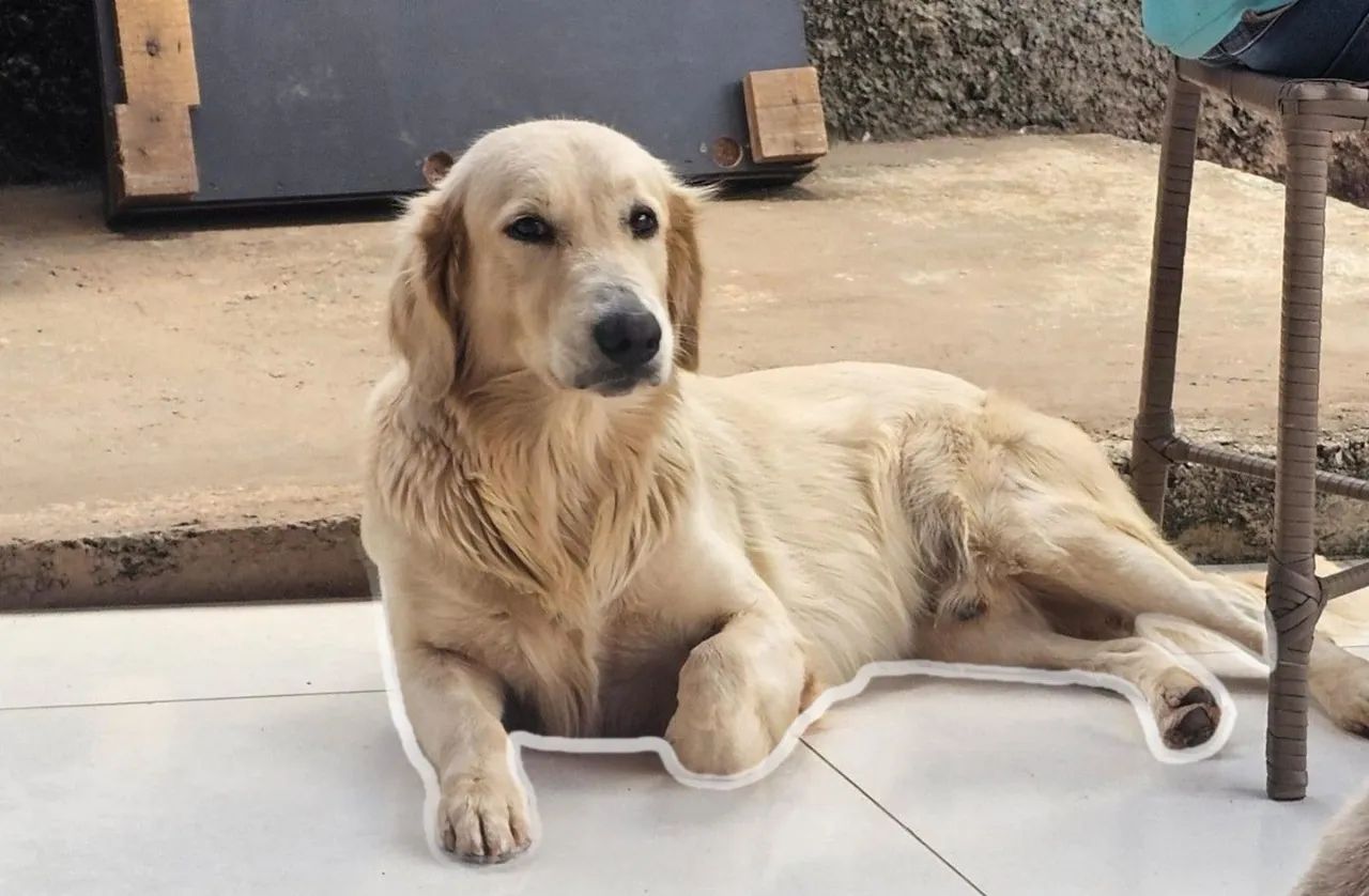Golden Retriever - Foto 4