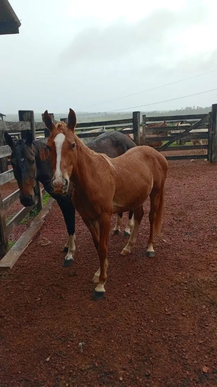 Potro Quarto de Milha (Qm)