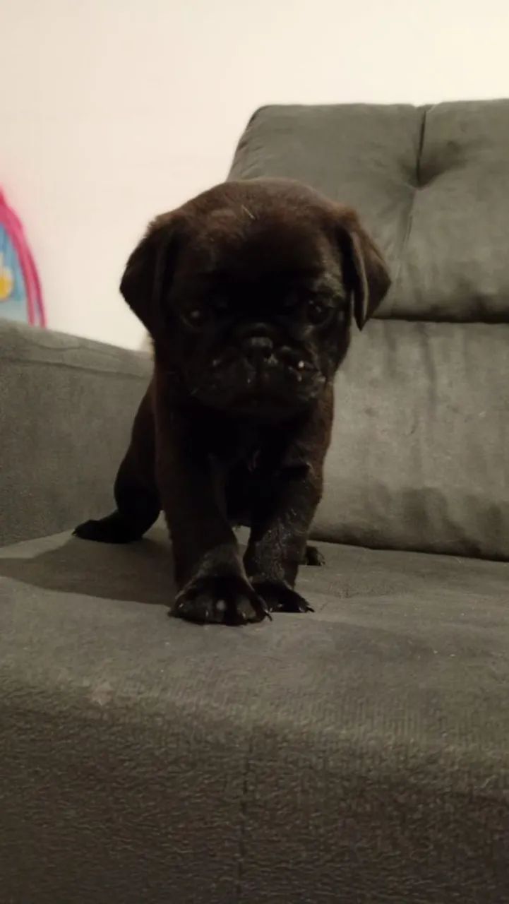 PUG  - Foto 2
