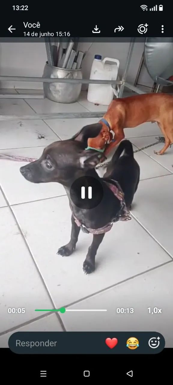 Cachorro pinscher 