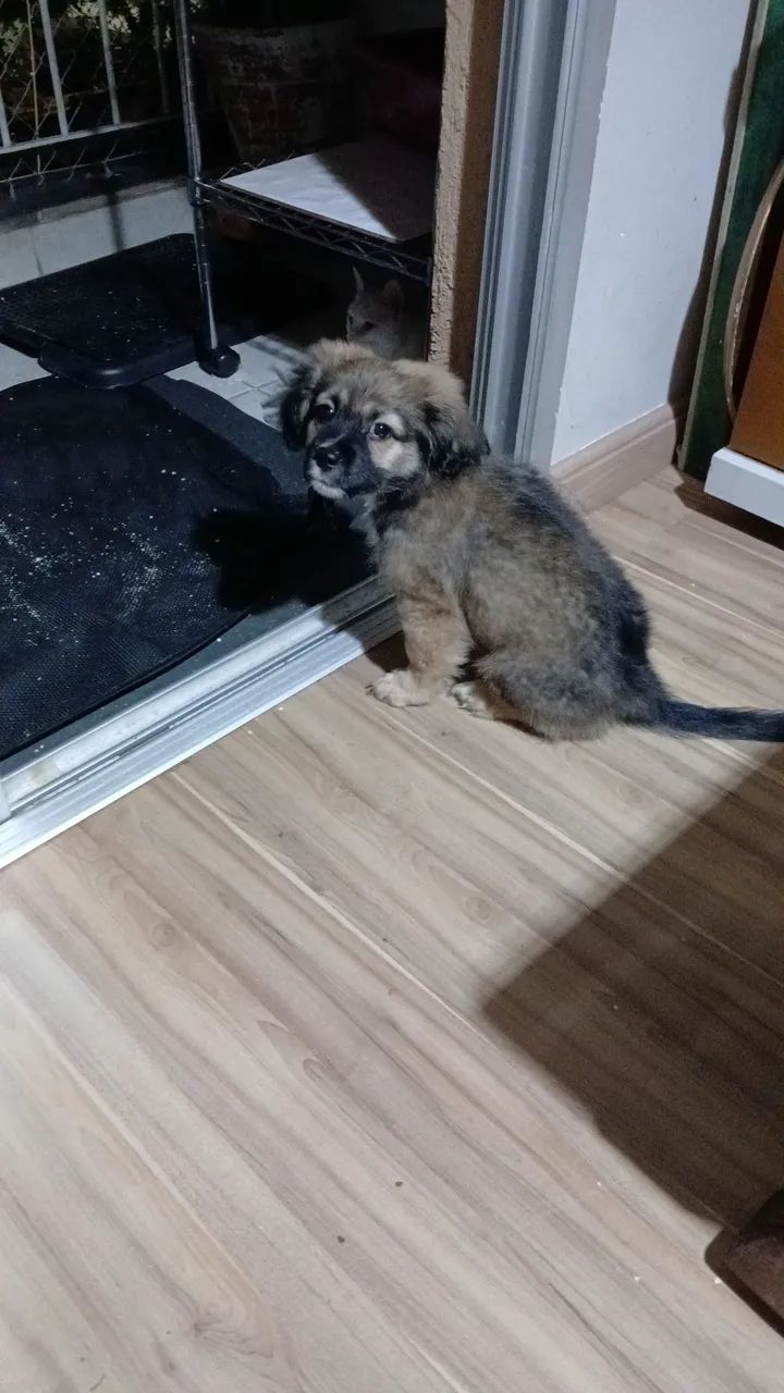 Doação cachorrinho 