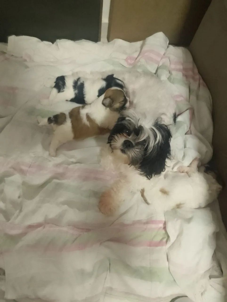 Cachorro shih Tzu