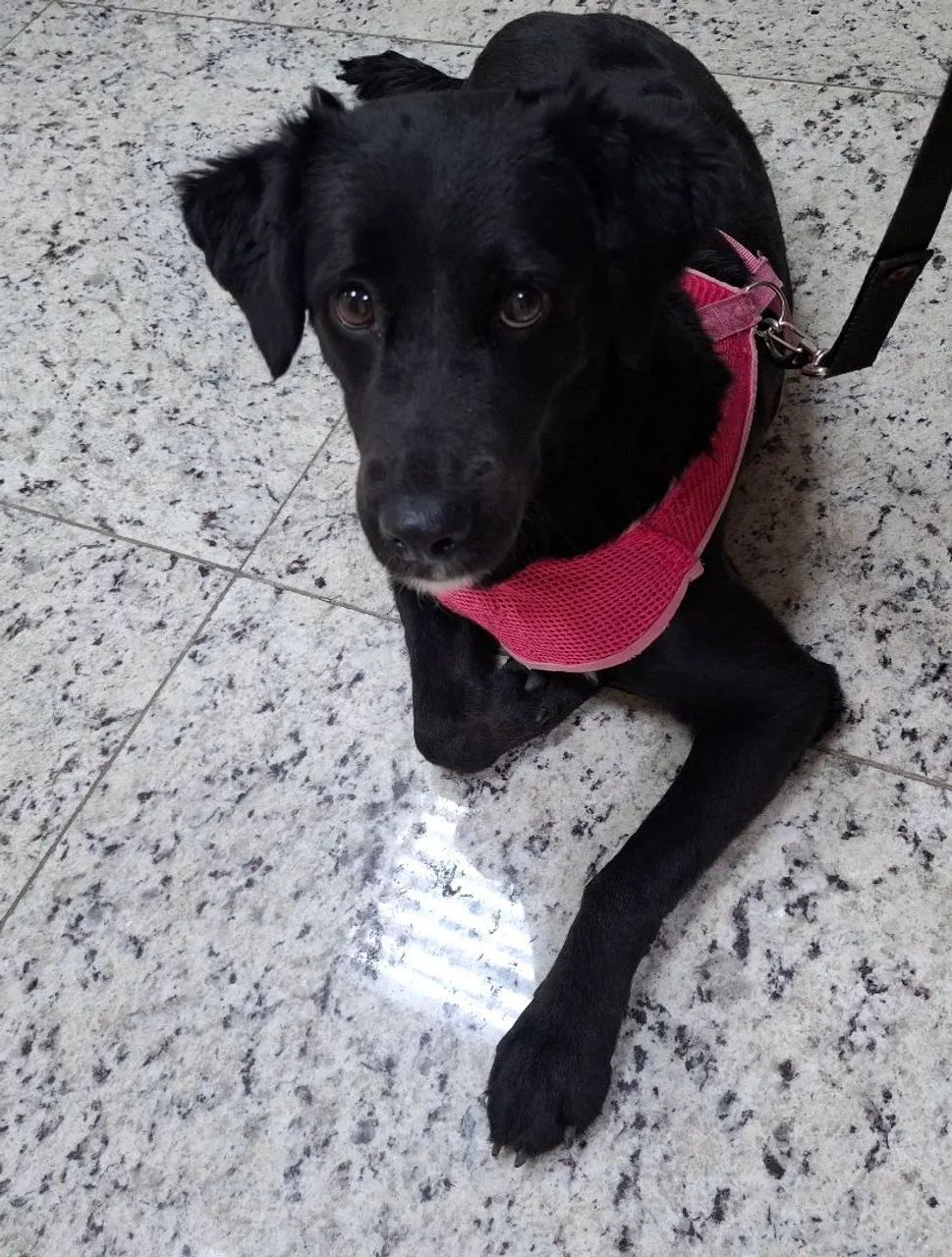 Procura-se um lar cheio de amor! - Foto 3