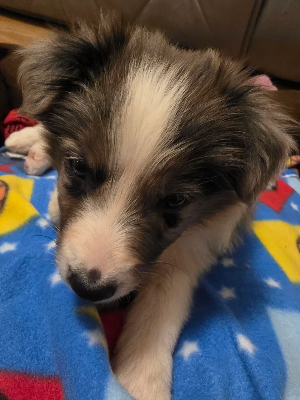 Filhote de boder collie  - Foto 3