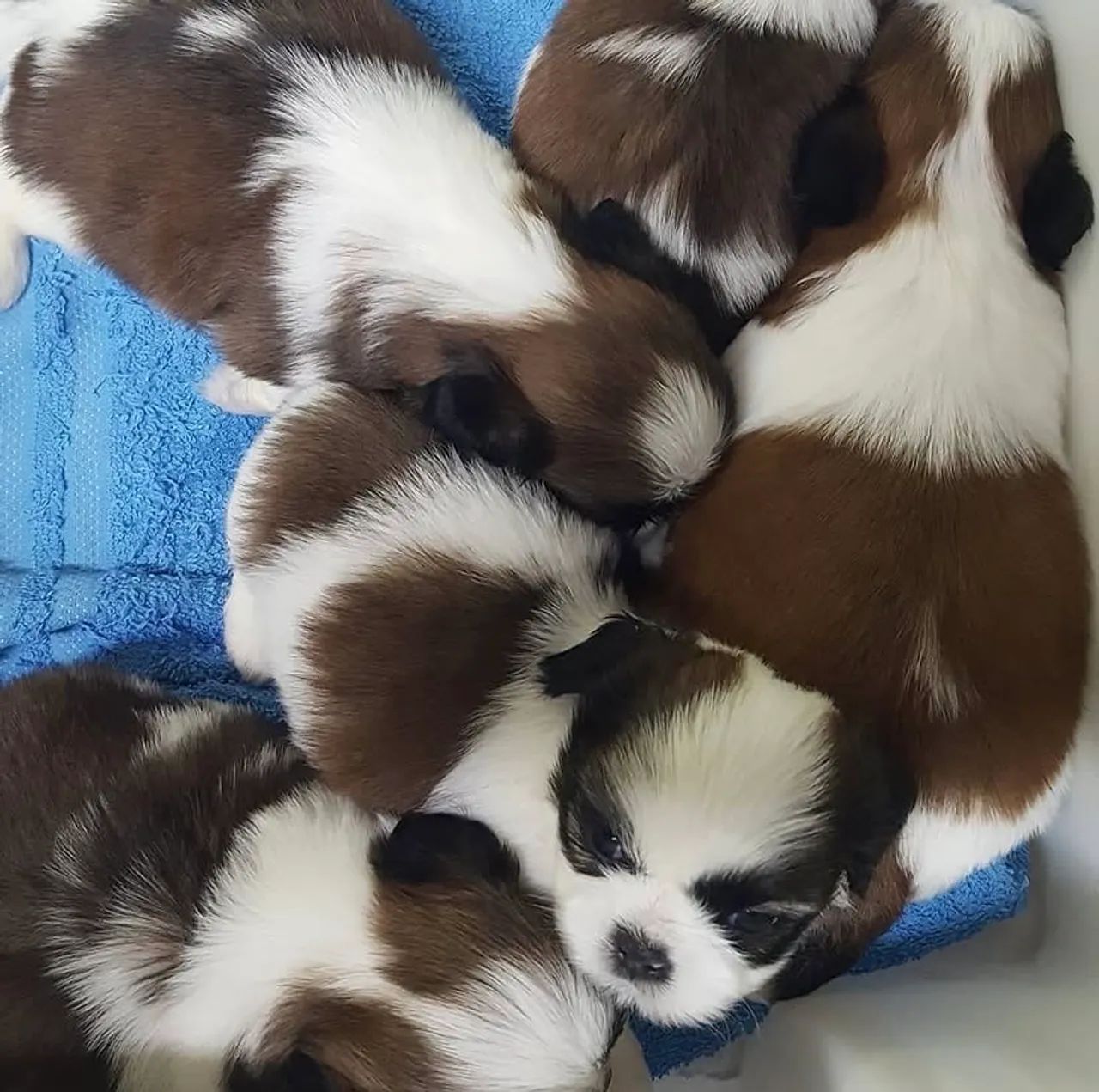 Shih tzu zero promoção 