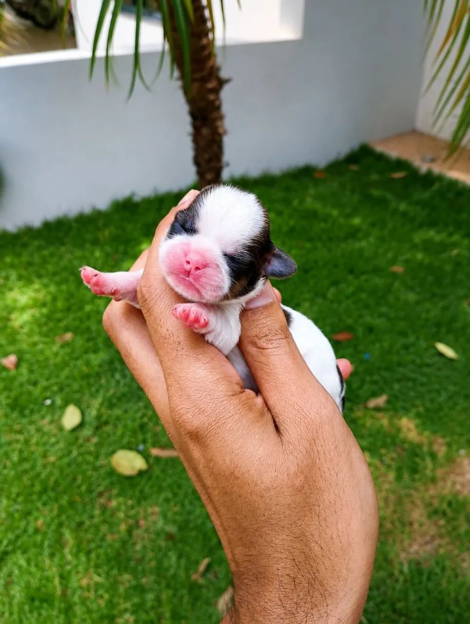 MINI SHIHTZU  - Foto 2