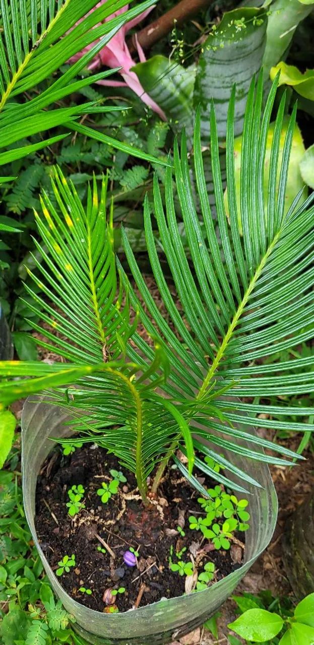 Mudas de Cica a partir de R$ 10 - Foto 4