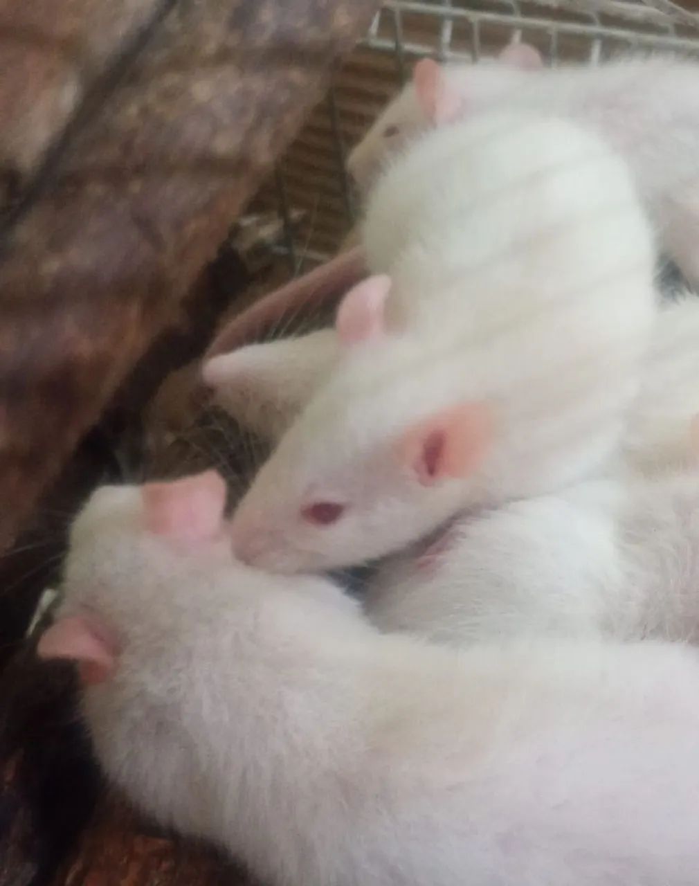 Rato albino twister 