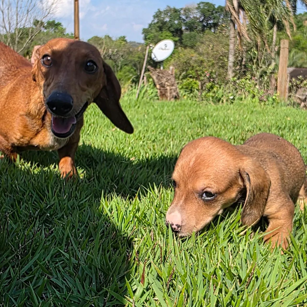 Dashchund, teckel , salsicha macho tradicional - Foto 5