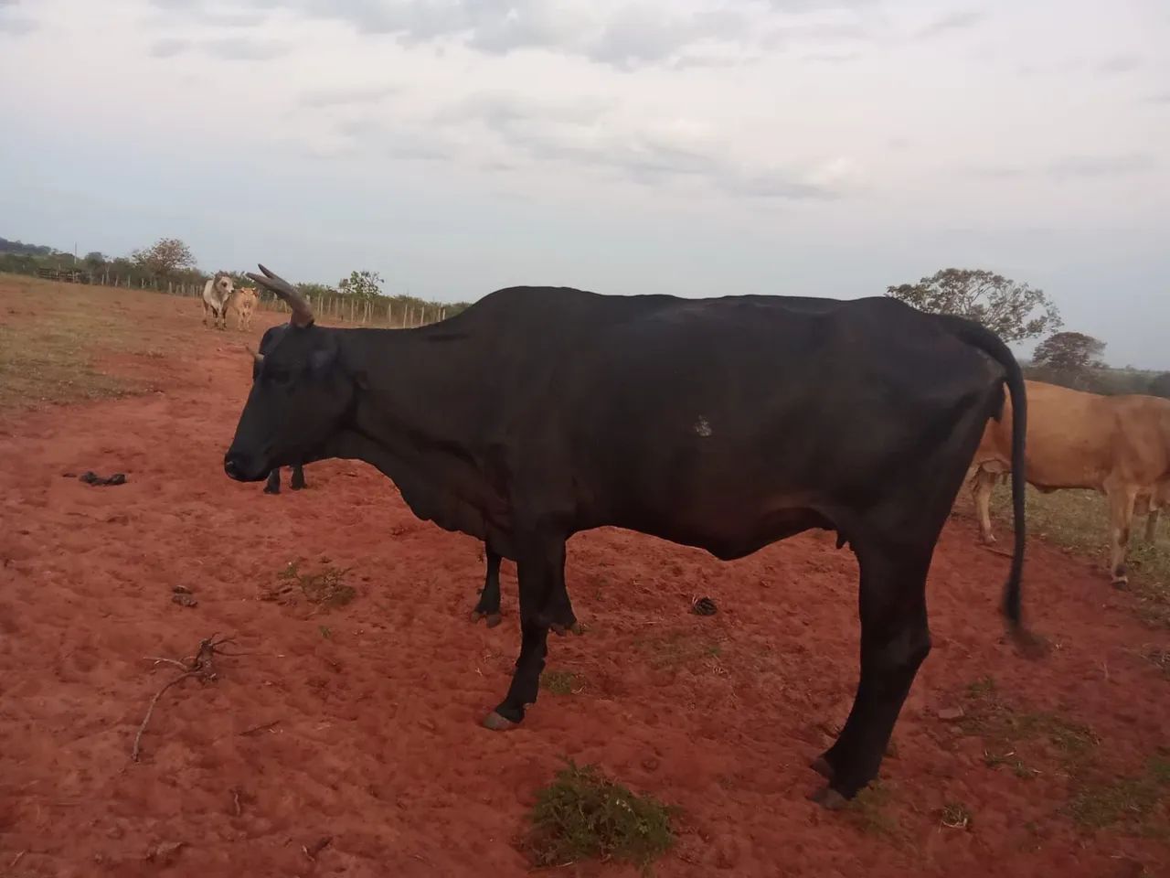 Gado