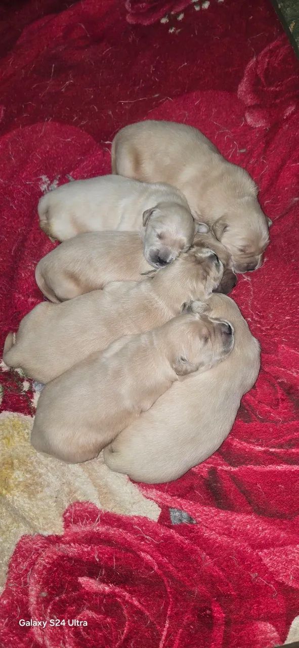 Golden  - Foto 3