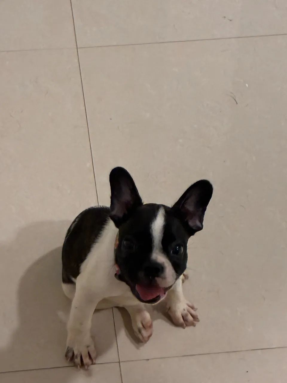 Buldogue Francês