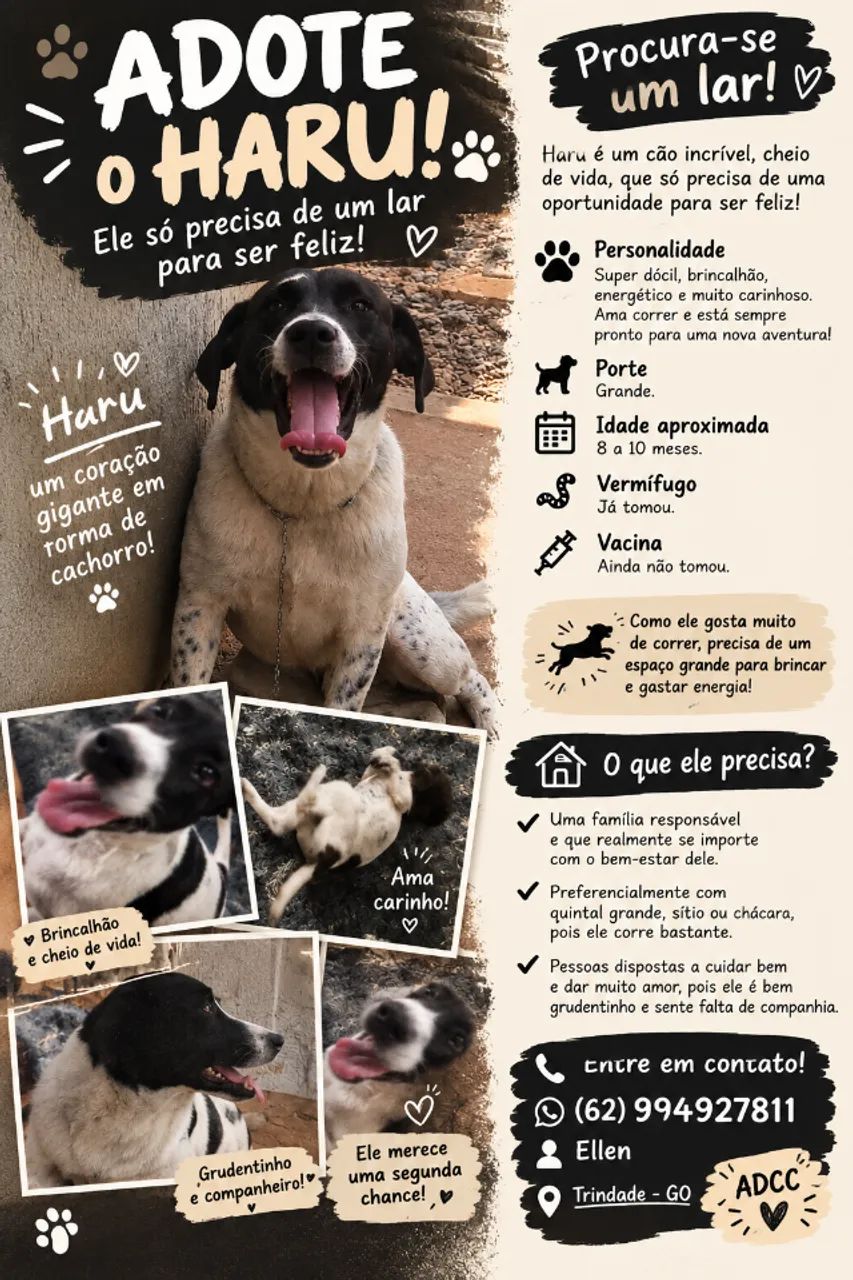 Doação Cachorro