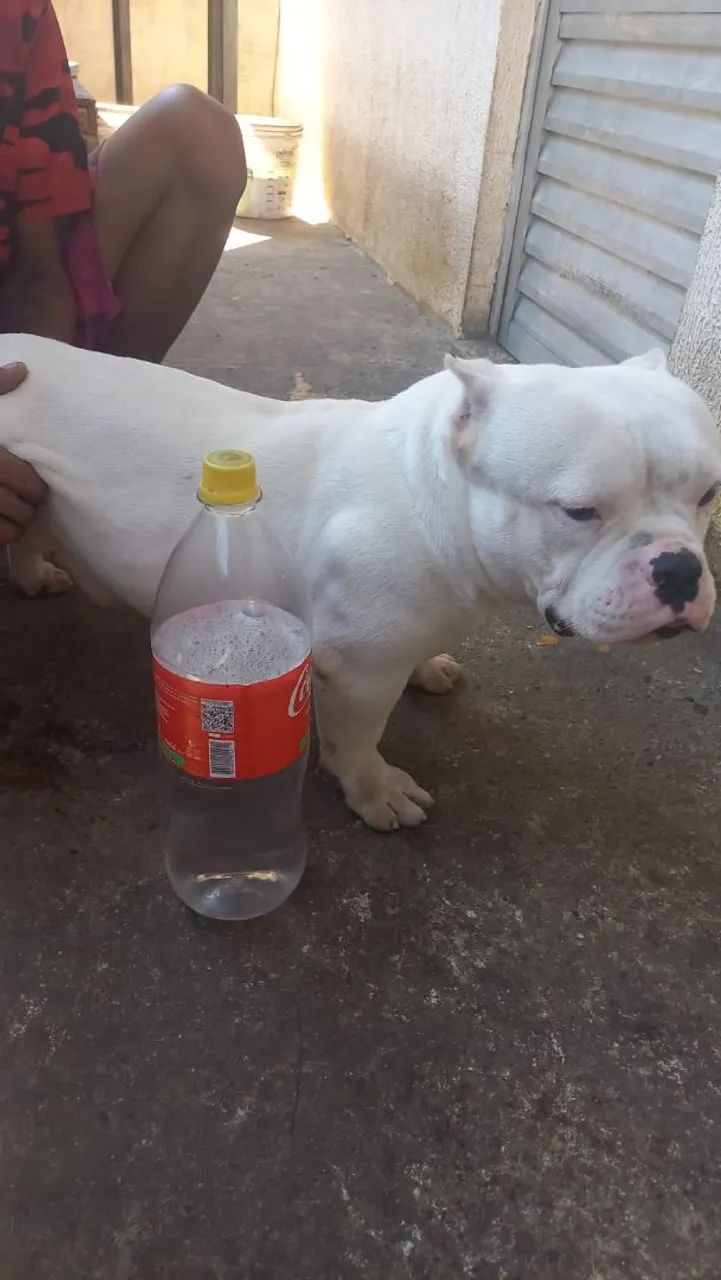 American bully micro  - Foto 3
