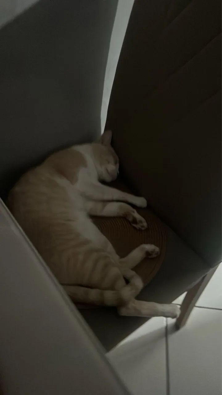 Gato macho castrado  - Foto 2