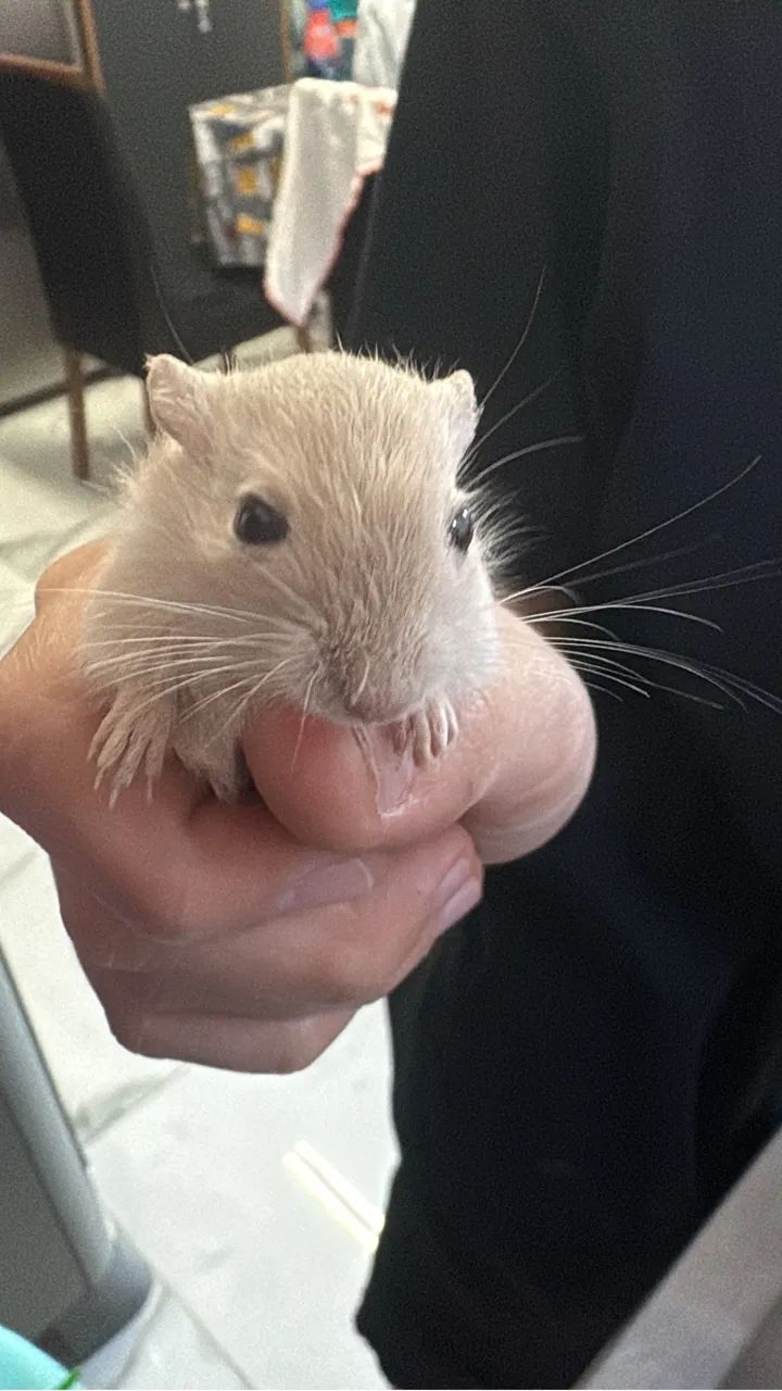 Esquilo da Mongólia Gerbil Machos - Foto 5