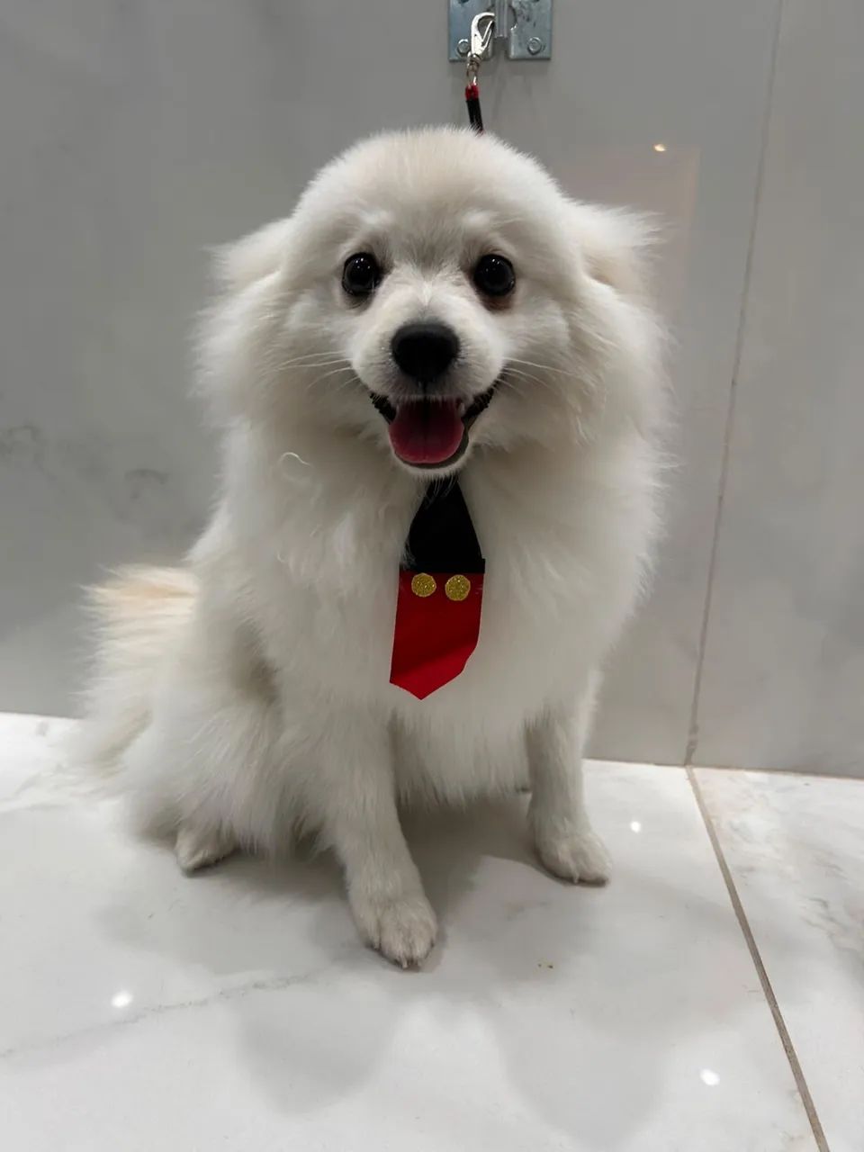Cachorro 
