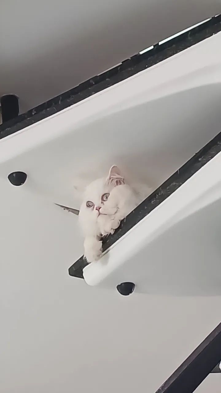 Gato persa  - Foto 3