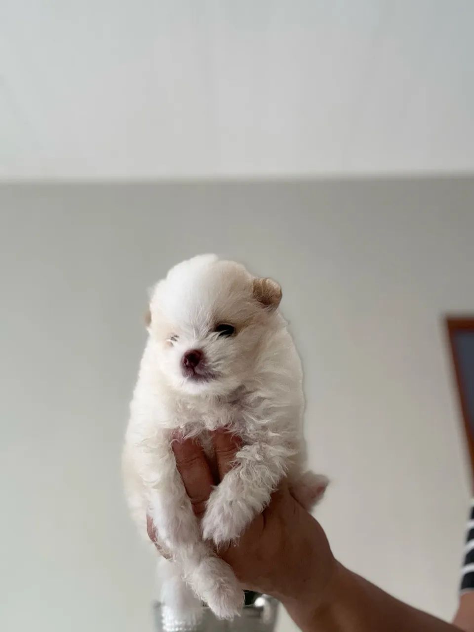 Spitz alemão 