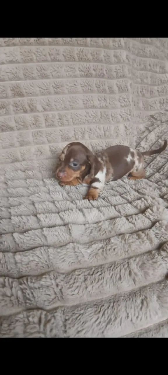 Basset macho 