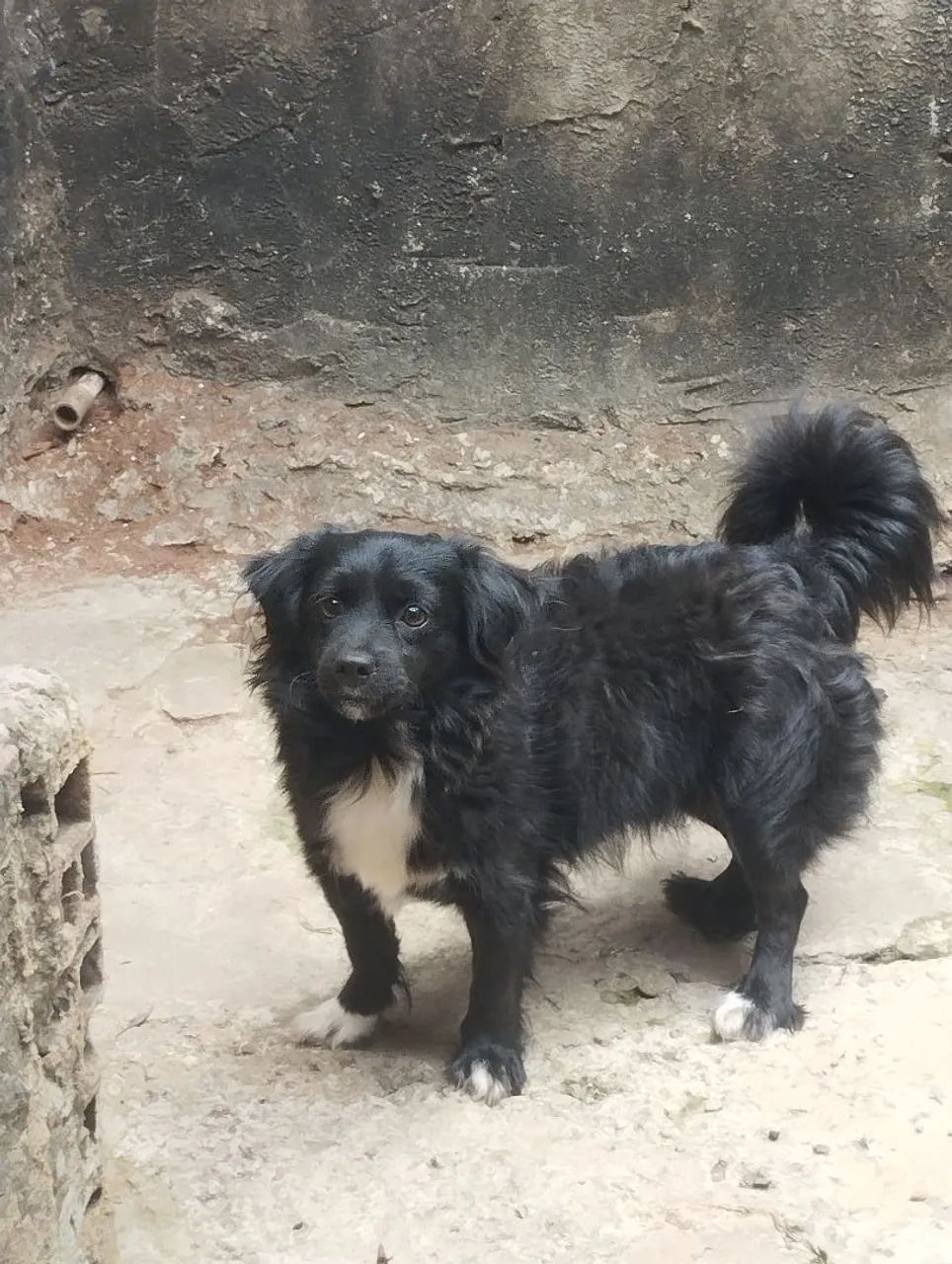 Cachorro ?