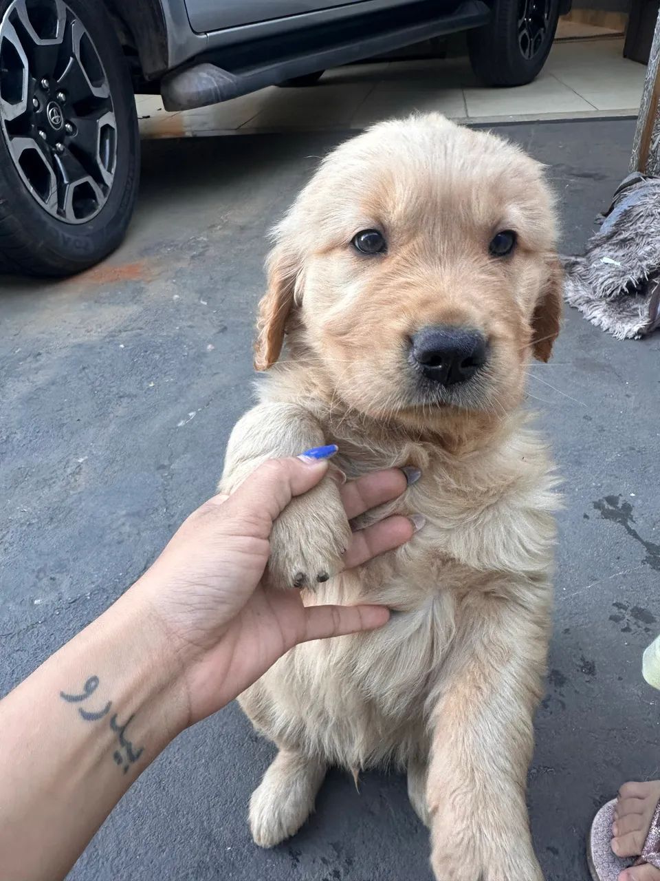 Cachorro - Foto 2