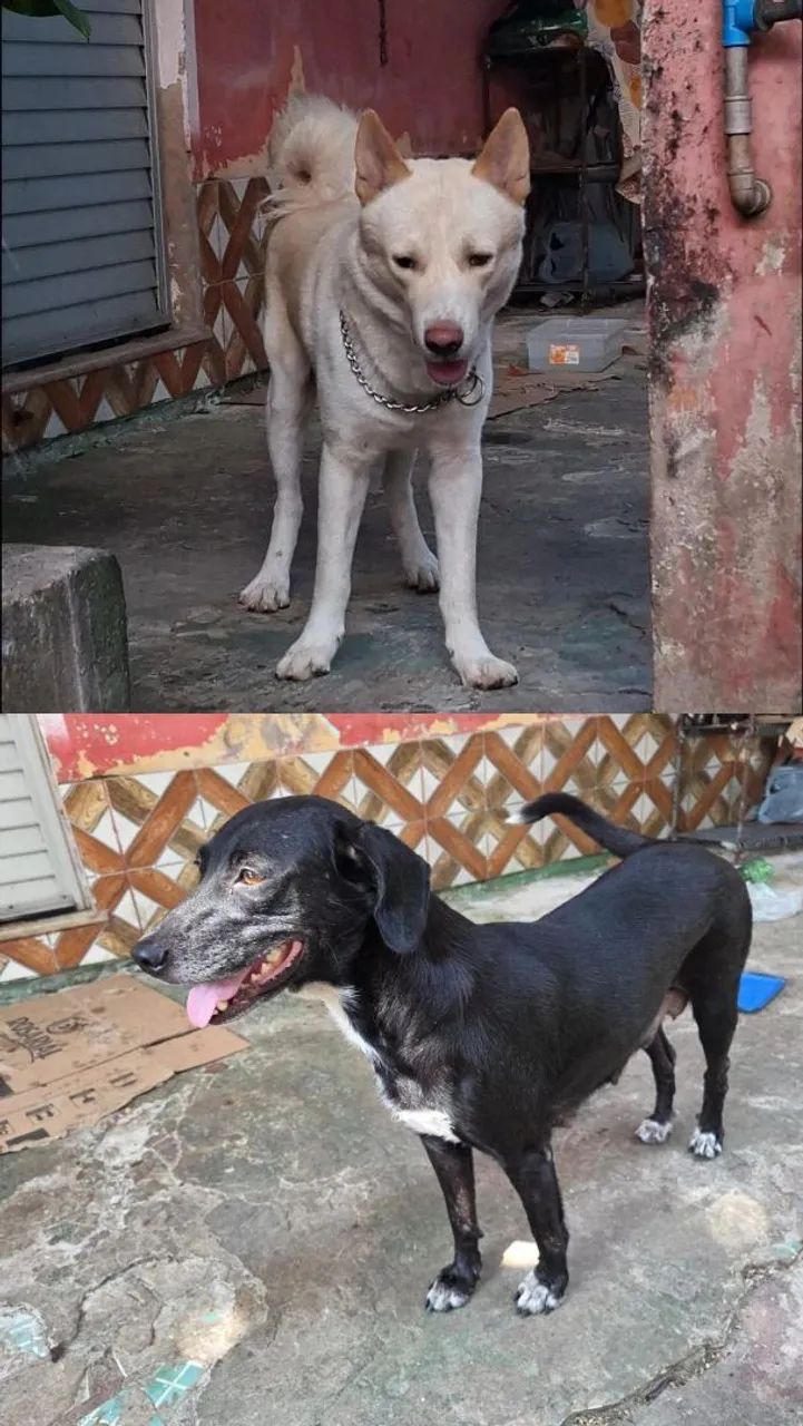 Doação responsável de cachorrinhos - Foto 2