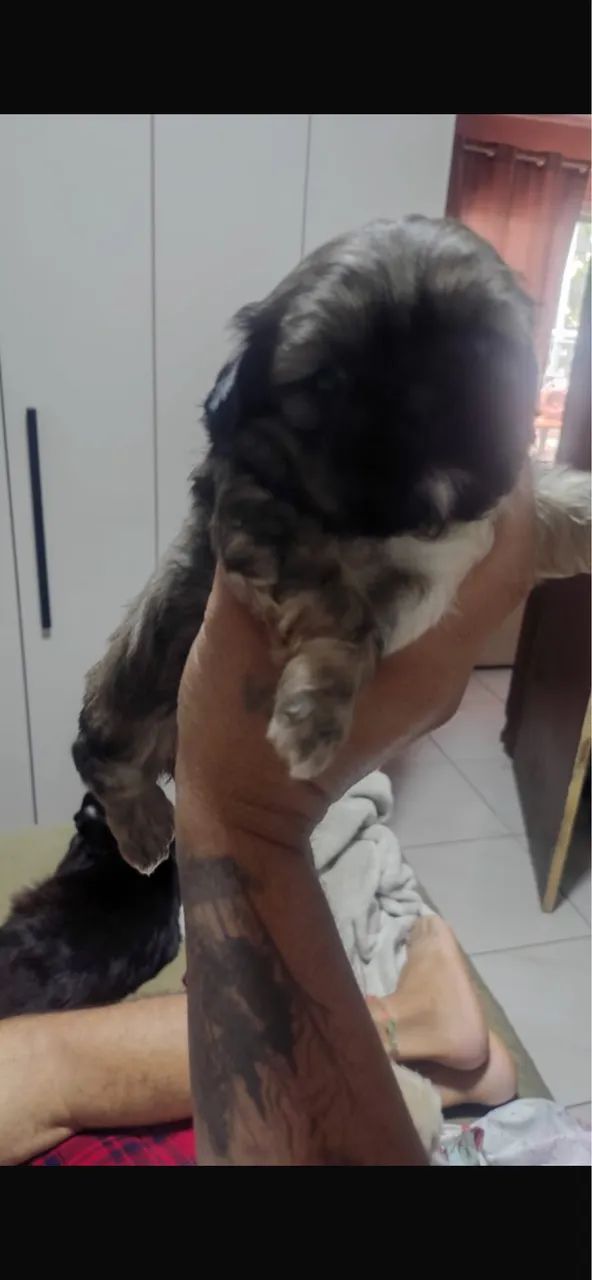 FILHOTE DE SHIH TZU  - Foto 2