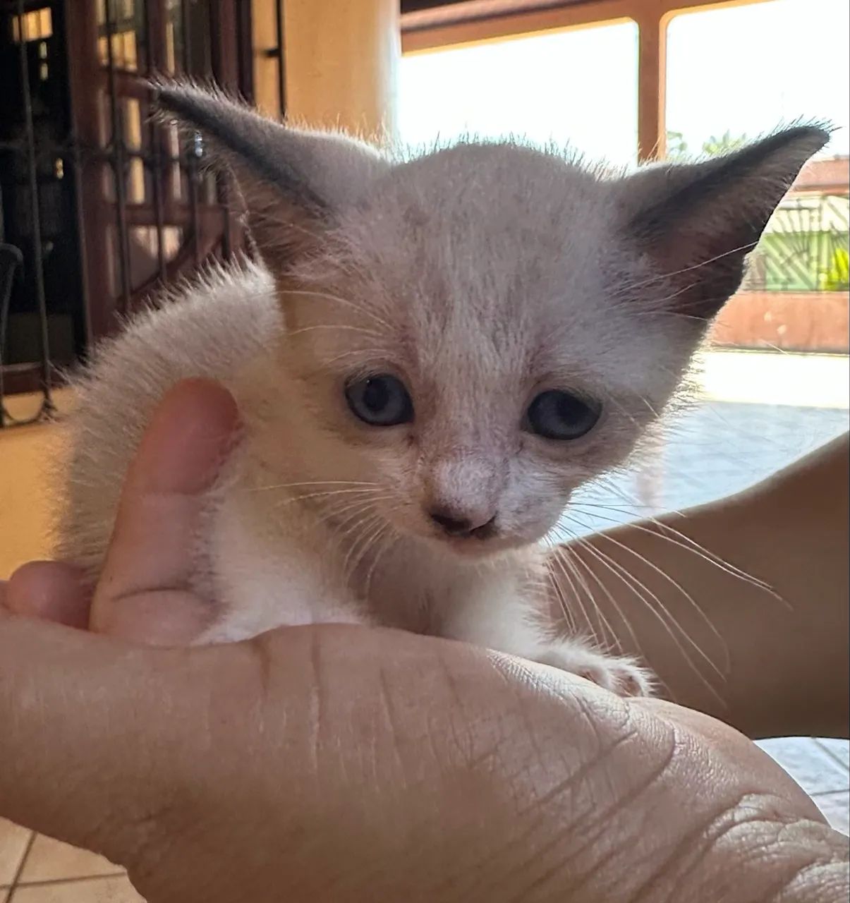 Doação de gatinha - Foto 2