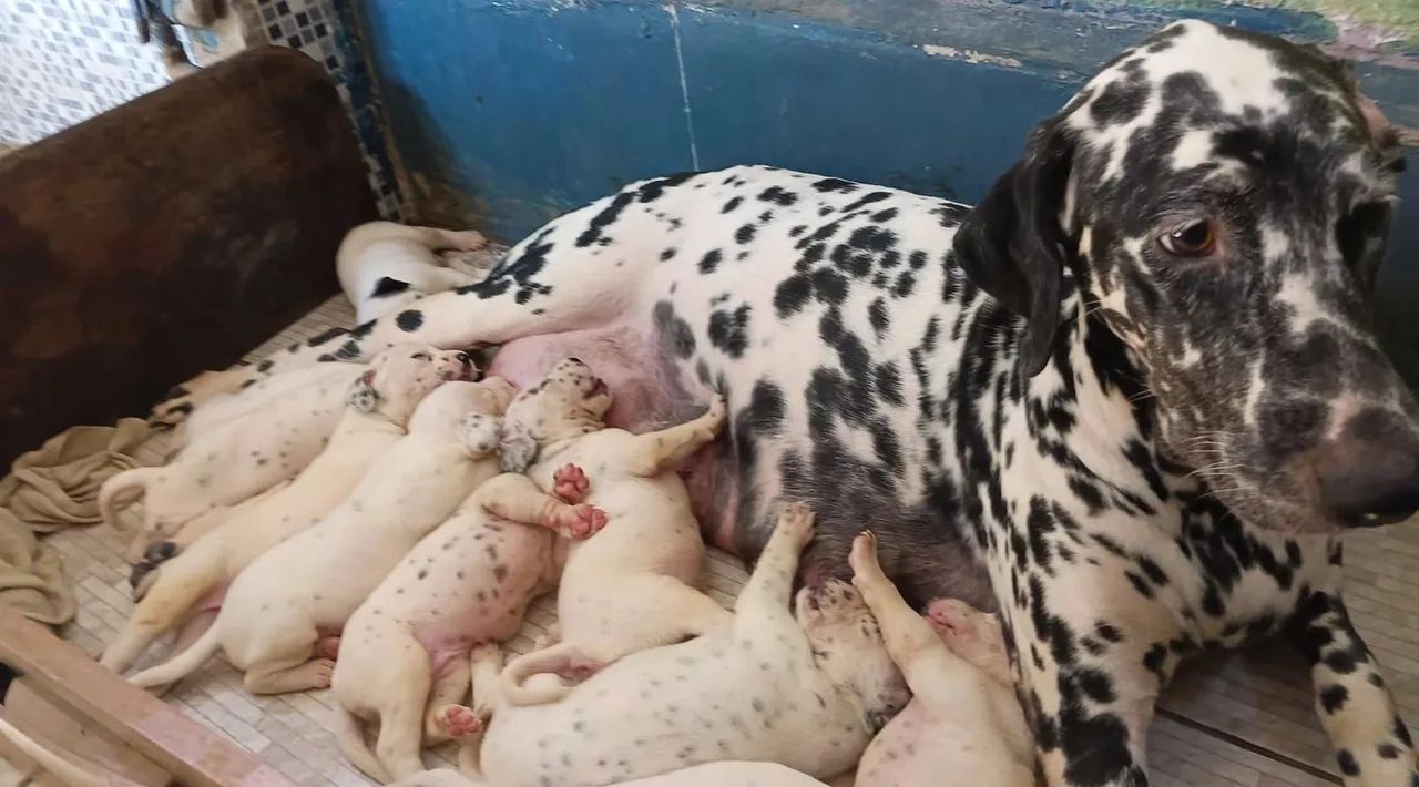 Filhotes de Dalmata - Foto 3