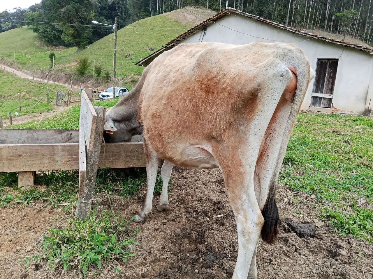 Vaca leiteira  - Foto 3
