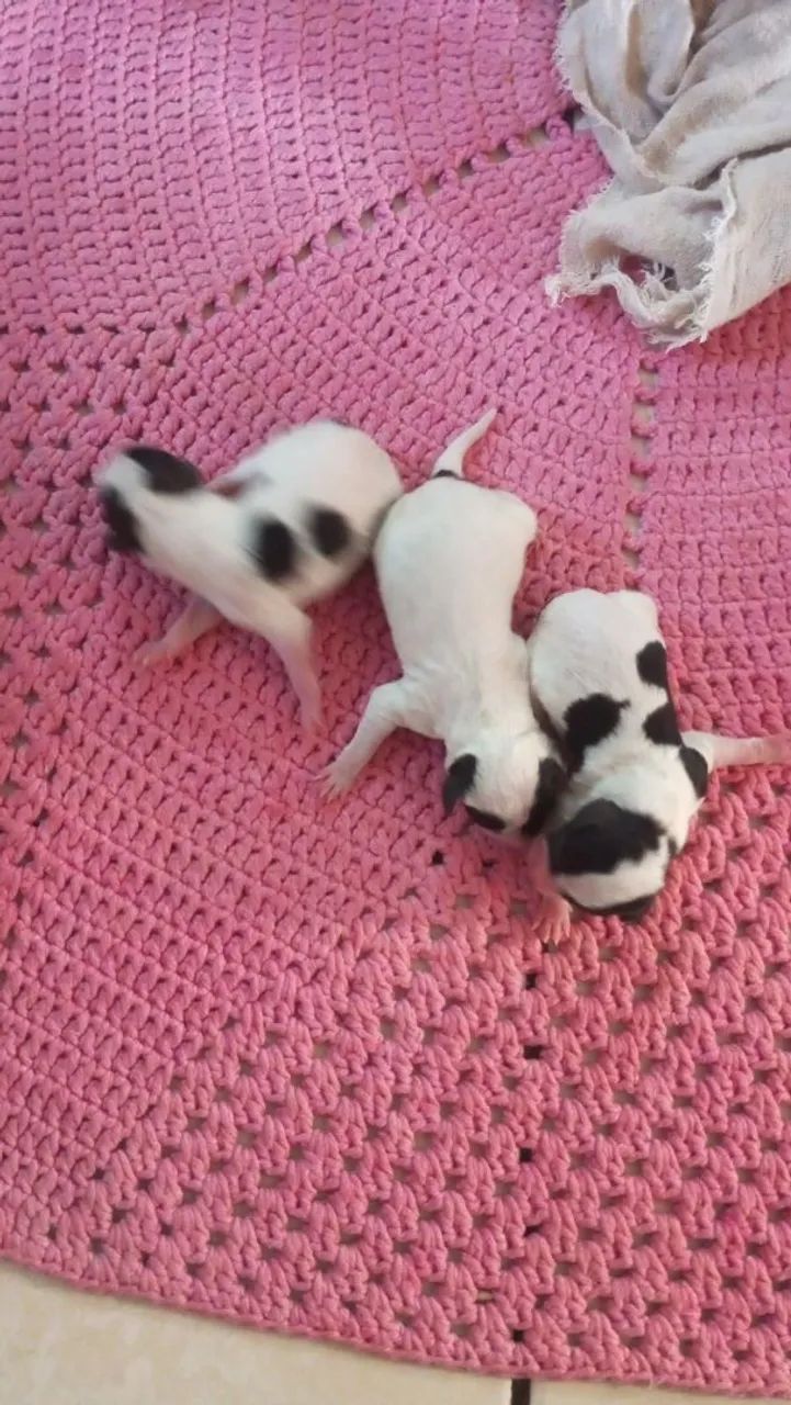 Cachorro Pinscher - Foto 5