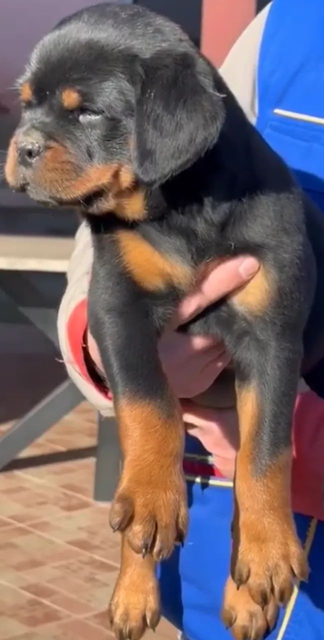 ROTTWEILER DISPONÍVEIS - Foto 4