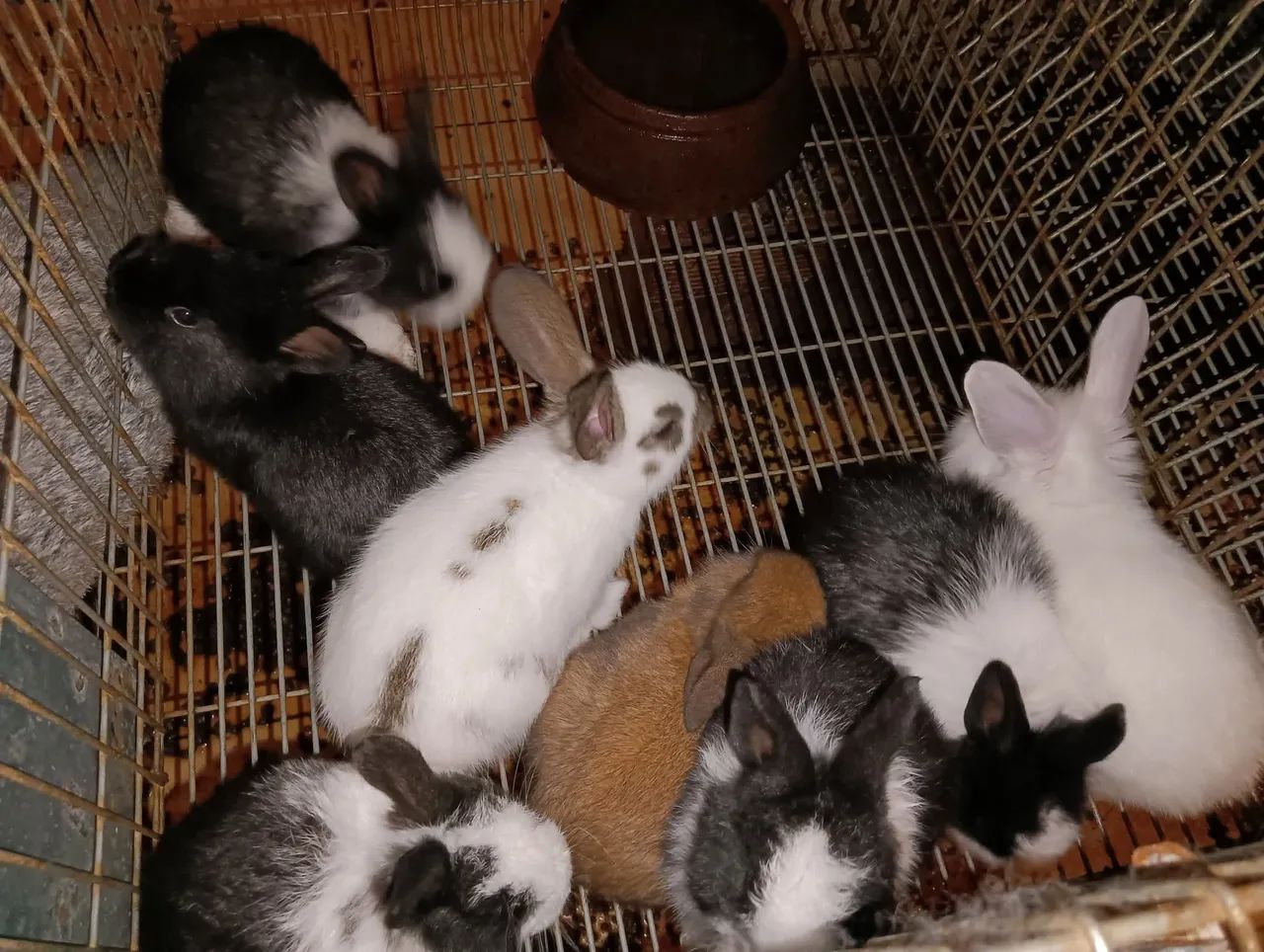 Vende -se Coelhos filhotes e adultos.