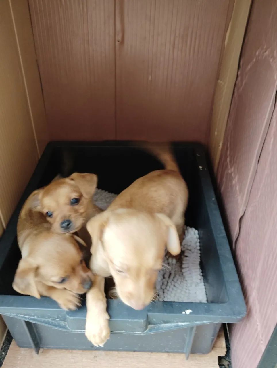 Filhotes de pinscher  - Foto 3