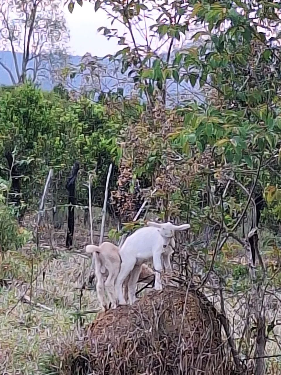 Cabras  - Foto 2