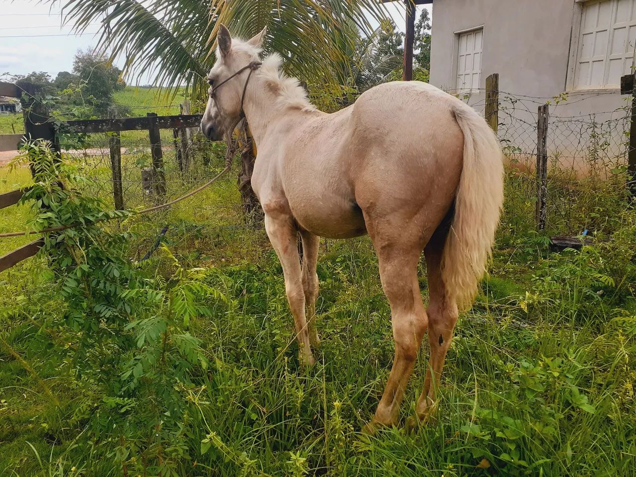 Potra quarto de milha pura - Foto 2