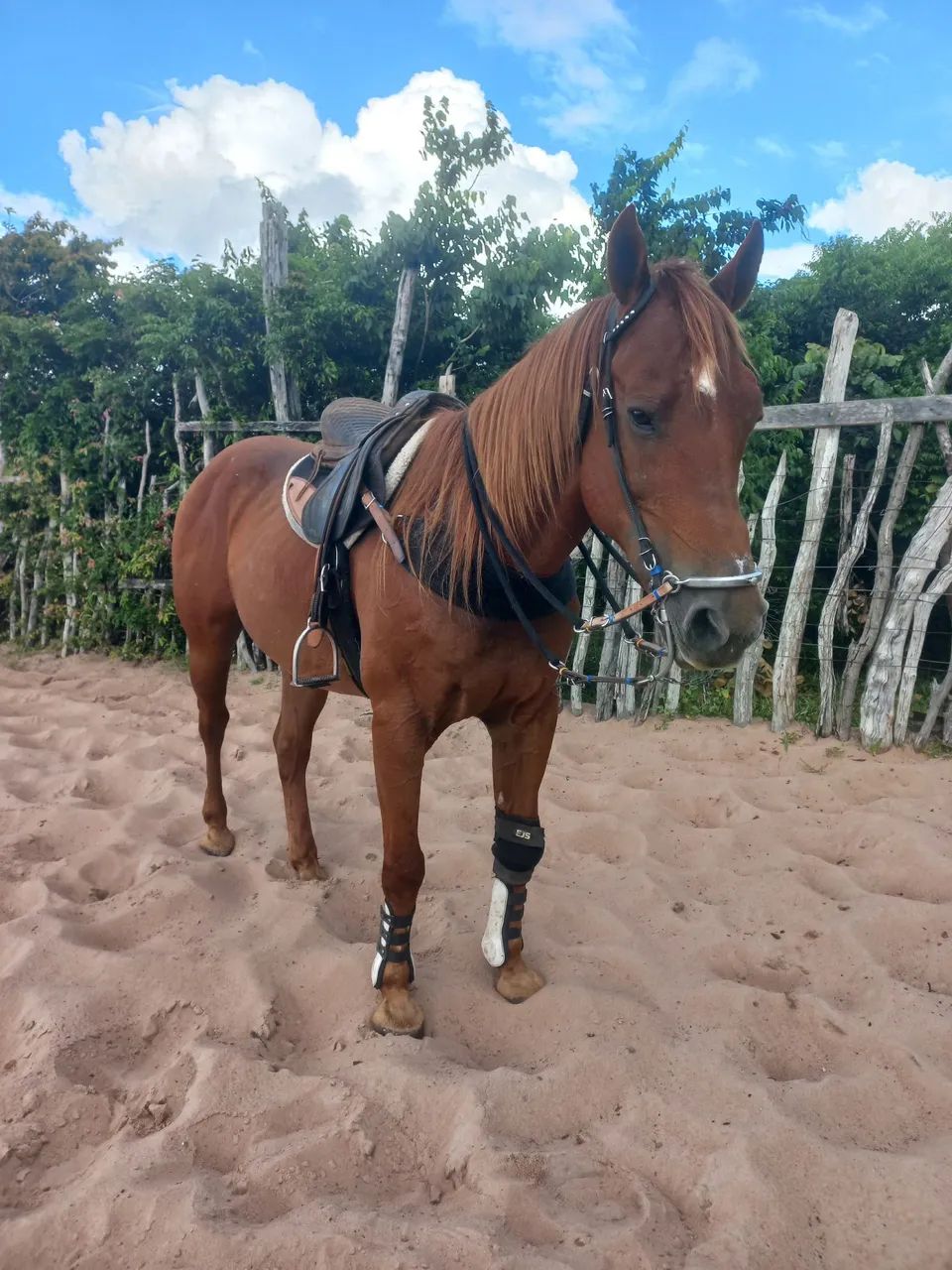 Cavalo de direita