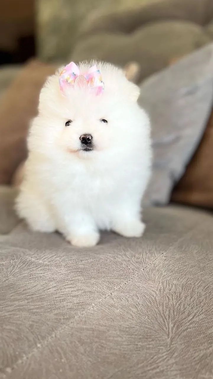 Spitz alemão anão  - Foto 3