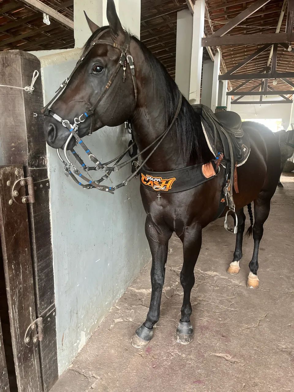 Vendo cavalo Quarto de Milha de vaquejada